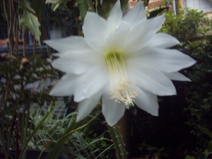 heliocereus speciosus v. amecamensis