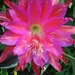 heliocereus speciosus