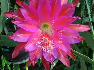 heliocereus speciosus
