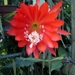 oranja princess