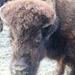 090103 bison (10)