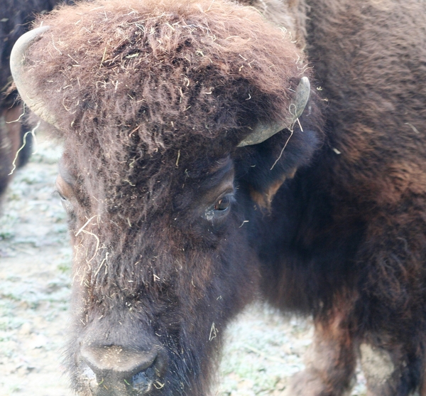090103 bison (10)