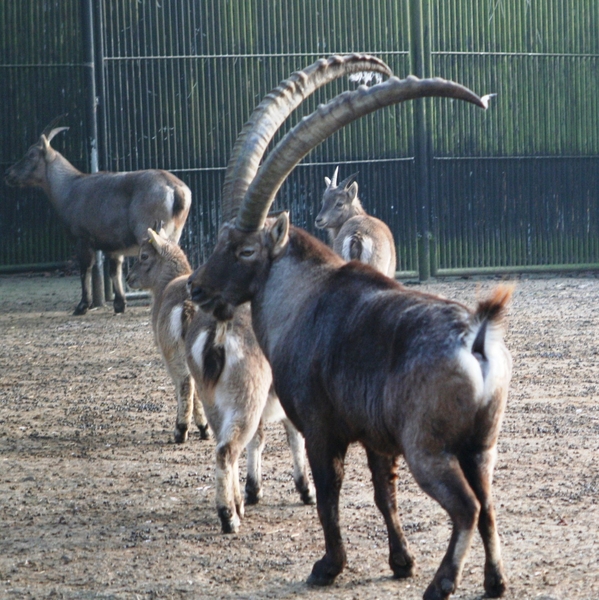 090103 steenbok (1)