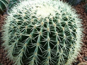 echinocactus  grusonii