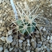 echinocactus  xeranthemoides