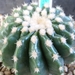 echinocactus grusonia v. brevispina