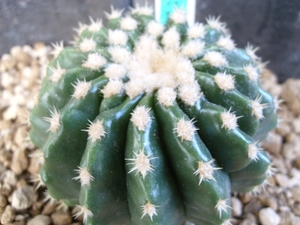 echinocactus grusonia v. brevispina