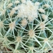 echinocactus grusonii cv Kyoshi Kinshachi