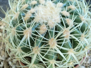 echinocactus grusonii cv Kyoshi Kinshachi