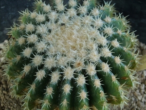 echinocactus grusonii cv. Tansi Kinshachi 1