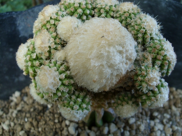 echinocactus grusonii monstervorm