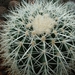 echinocactus grusonii v. alba