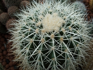 echinocactus grusonii v. alba