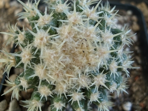 echinocactus grusoniii cv. Tansi Kinshachii