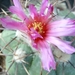 echinocactus horizonthalonius 4