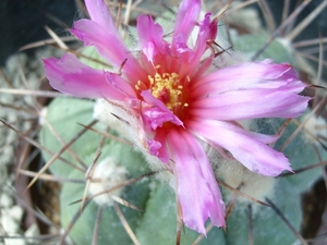 echinocactus horizonthalonius 4