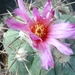 echinocactus horizonthalonius 5