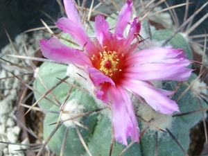 echinocactus horizonthalonius 5