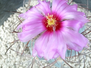 echinocactus horizonthalonus 5