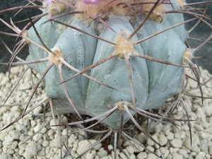 echinocactus horizonthalonus 6