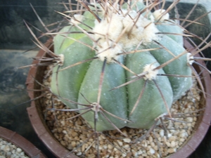 echinocactus horizonthalonus-2