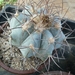 echinocactus horizonthalonus-3