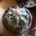 echinocactus horizonthalonus