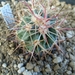 echinocactus polycephalus