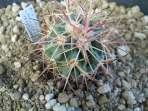 echinocactus polycephalus