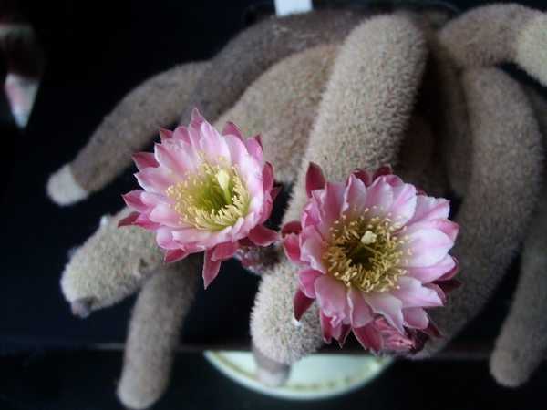 Haageocereus lanugispinus ''densiaculeatus'' 2