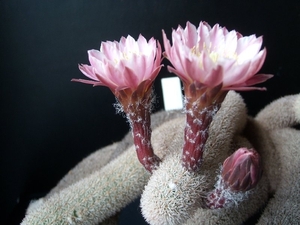 Haageocereus lanugispinus ''densiaculeatus'' 3