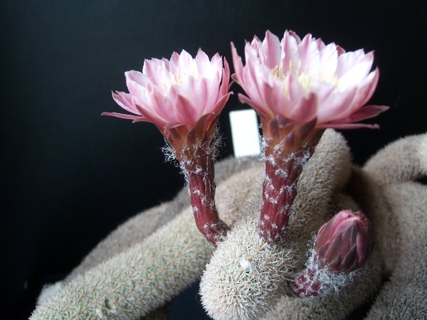 Haageocereus lanugispinus ''densiaculeatus'' 3