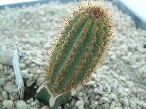 Cipocereus pusilliflorus HU 400  Monte Azul, Minas gerais