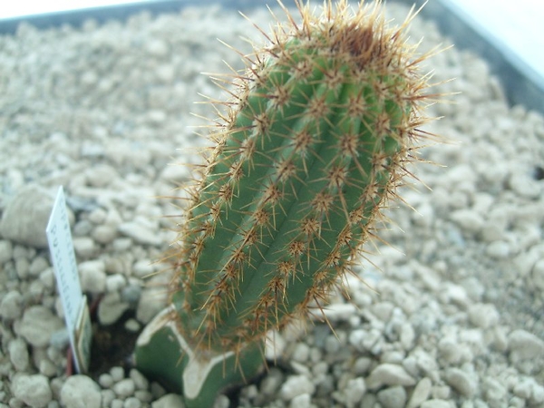Cipocereus pusilliflorus HU 400  Monte Azul, Minas gerais