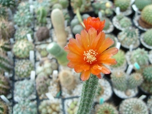 Erdisia squarosa  x  Trichocereus gnom 1