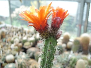 Erdisia squarosa x Trichocereus gnom