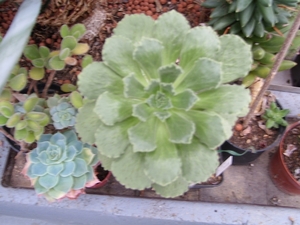 aoneum smithtii