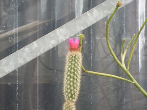 arrojadoa rhodantha