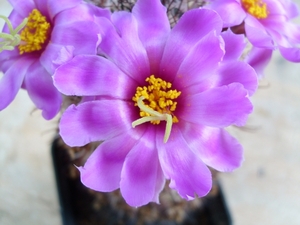 bartschella schumannii 1
