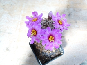bartschella schumannii