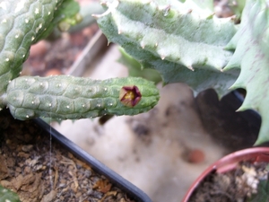 caralluma europaea
