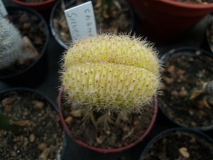 chamaecereus silvestre cristaat