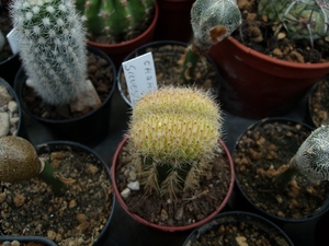 chamaecereus variegata
