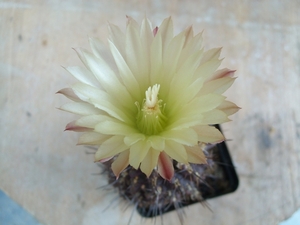 chileen bloem
