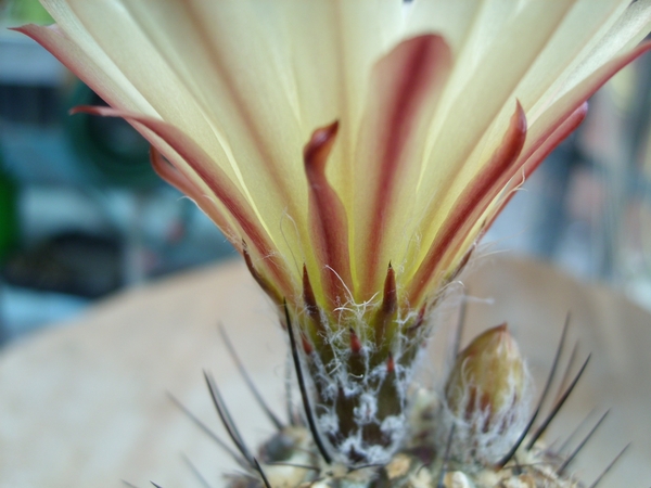 chileenbloem1