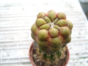 cintia variegata 2