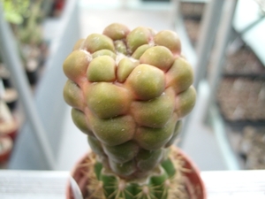 cintia variegate