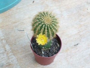 cipocereus  pusiliflorus 1