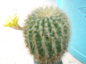 cipocereus  pusiliflorus