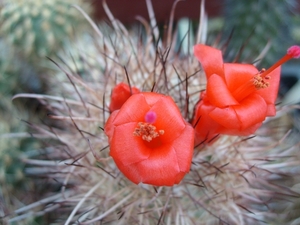cochemiea  maritima 1